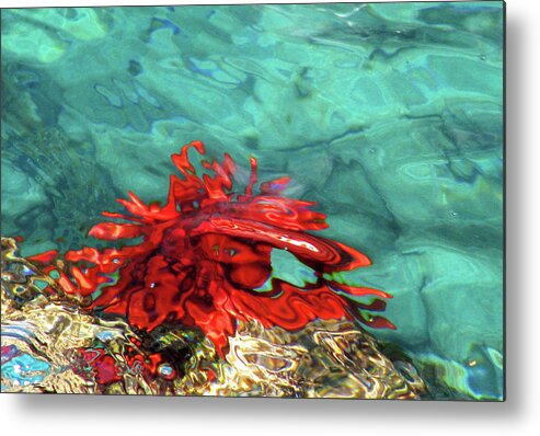 Urchin Metal Print featuring the photograph Urchin Abstract by Ted Keller
