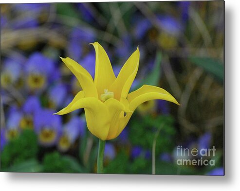 Tulip Metal Print featuring the photograph Very Pretty Yellow Tulip with Spikey Petals by DejaVu Designs