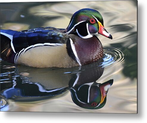 Wood Duck Metal Print featuring the photograph Vibrant Feathers by Fraida Gutovich
