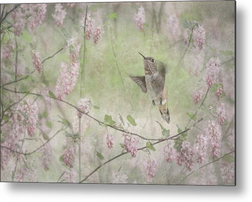 Hummingbird Metal Print featuring the photograph Vintage Spring by Angie Vogel