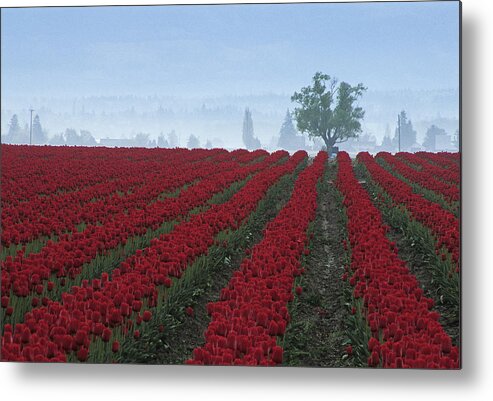 Scenic Metal Print featuring the photograph WA Red Tulips by Doug Davidson