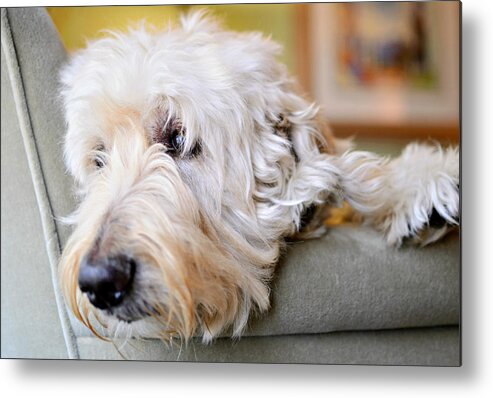 Goodendoodle Metal Print featuring the photograph Waiting Is Hard Work 2 by Fraida Gutovich