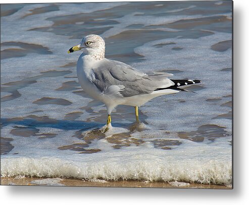 Wildlife Metal Print featuring the photograph Warm Water Wading by Kenneth Albin
