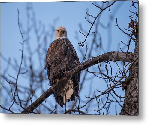 Bald Eagle Metal Print featuring the photograph Watching by David Kirby