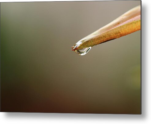 Single Water Droplet Metal Print featuring the photograph Water Droplet on Brown Palm Leaf Edge by Prakash Ghai
