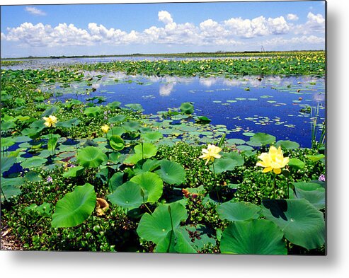 Louisiana Outback Metal Print featuring the photograph Water lilies along the Creole Nature Trail by Thomas R Fletcher