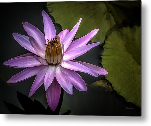 Water Lily In Pink Metal Print featuring the photograph Water Lily in Pink by Julie Palencia