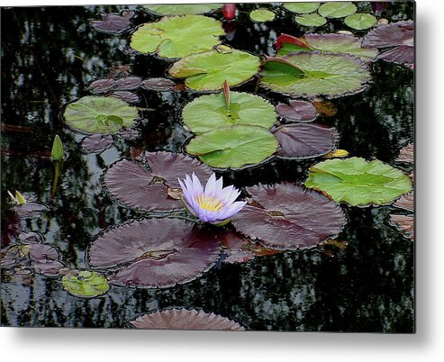 Lavender Metal Print featuring the photograph Waterlily - 001 by Shirley Heyn