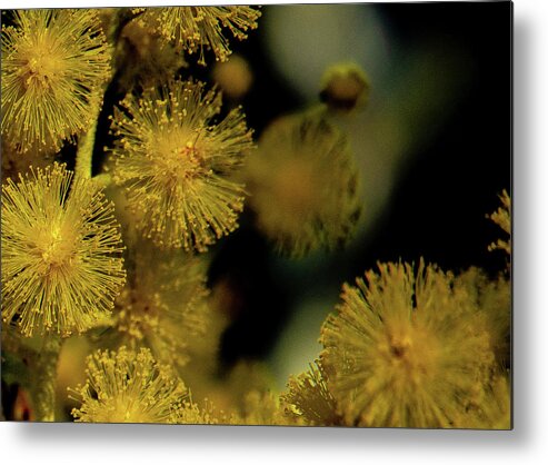 Flower Metal Print featuring the photograph Wattle Flowers by Jeremy Holton