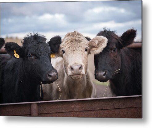 Cows Metal Print featuring the photograph We Three Cows by Holden The Moment