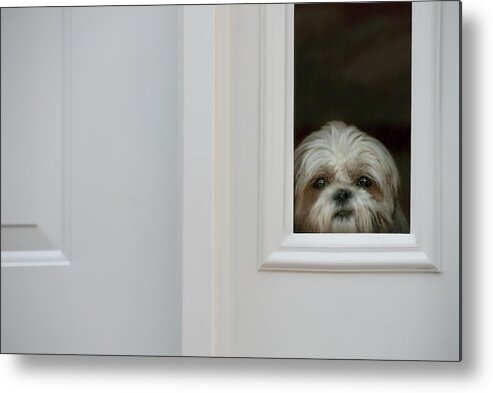 Dog Metal Print featuring the photograph Welcome Home by Mitch Spence