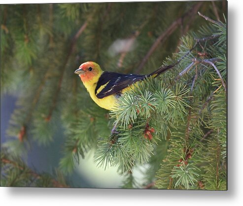  Metal Print featuring the photograph Western Tanager by Ben Foster