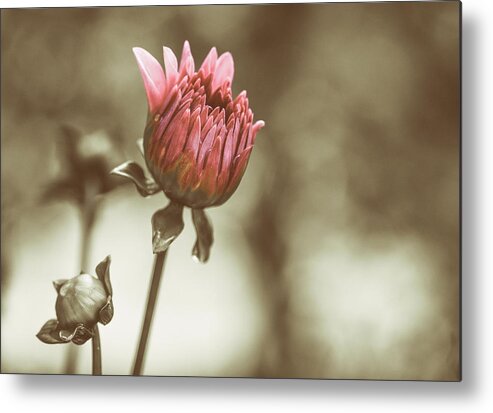 Dahlia Metal Print featuring the photograph When We Were Young by Rob Davies