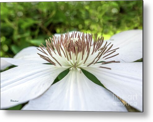 50146 Metal Print featuring the photograph White Clematis Flower Garden 50146 by Ricardos Creations