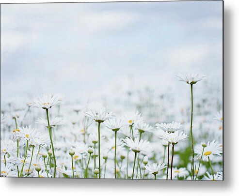 Daisies Metal Print featuring the photograph White Daisies in Summer Sunshine 2 by Rebecca Cozart