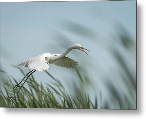 Great Egret Metal Print featuring the photograph White Egret 2016-2 by Thomas Young