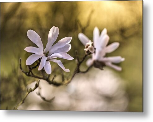 Spring Metal Print featuring the photograph White Magnolia by Jaroslaw Blaminsky