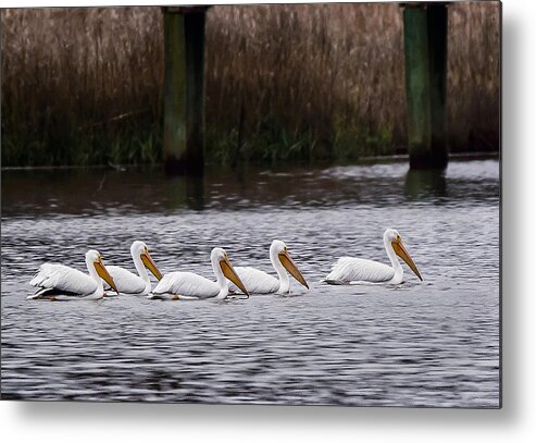 White Pelicans Metal Print featuring the photograph White Pelicans by Joe Granita