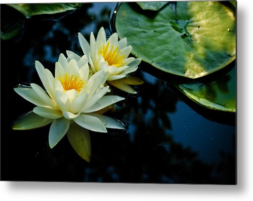  New Jersey Metal Print featuring the photograph White Water Lilies by Louis Dallara