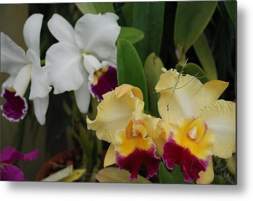 Macro Metal Print featuring the photograph White Yellow Orchids by Rob Hans