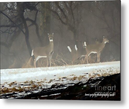 Deer Metal Print featuring the photograph Whitetails In The Winter Mist by Tami Quigley