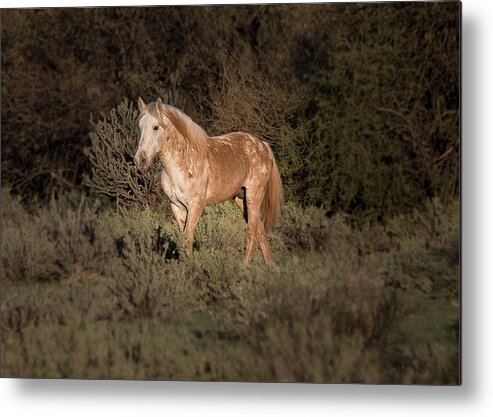 Horses Metal Print featuring the photograph Wild Horse at Sunset by Teresa Wilson