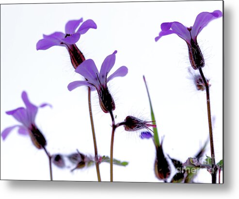 Macro Metal Print featuring the photograph Wild Knotted Cranesbill by Stephen Melia