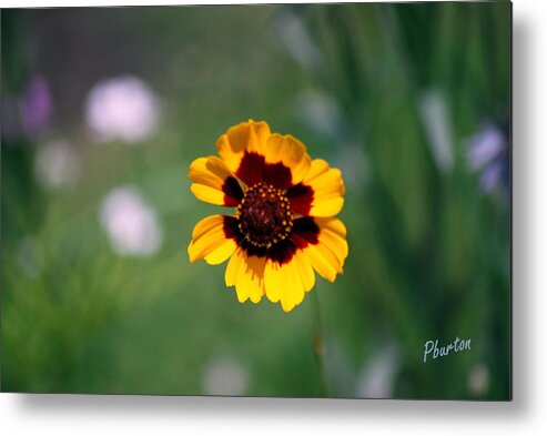 Wildflower Metal Print featuring the photograph Wildflower by Phil Burton