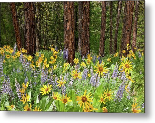 Arrowleaf Balsamroot Metal Print featuring the photograph Balsamroot and Lupine in a Ponderosa Pine Forest by Jeff Goulden