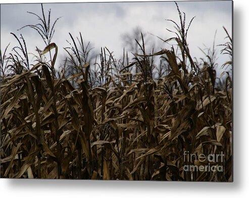Corn Metal Print featuring the photograph Wind Blown by Linda Shafer