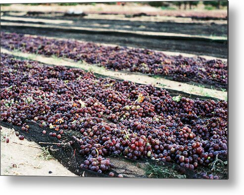 Grapes Metal Print featuring the photograph Wine-Ready by Briana M