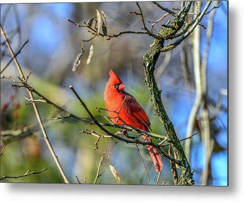 Animals Metal Print featuring the photograph Winter Cardinal by Patrick Wolf