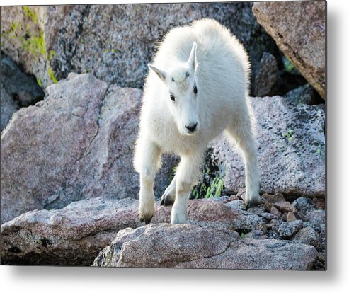 Mountain Goat Metal Print featuring the photograph Winter Coats #2 by Mindy Musick King
