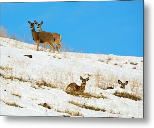 Mule Deer Metal Print featuring the photograph Winter Deer by Michael Dawson