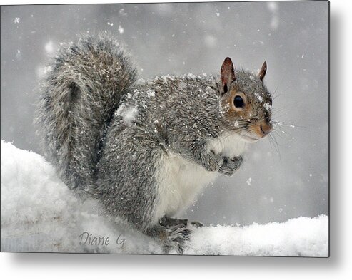 Winter Squirrel Metal Print featuring the photograph Winter by Diane Giurco