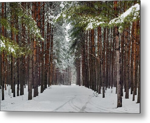 Attractive Metal Print featuring the photograph Winter Forest by Vadzim Kandratsenkau