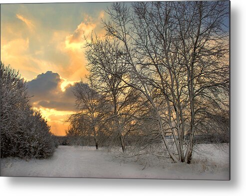 Winter Metal Print featuring the photograph Winter Wonderland by Terence Davis