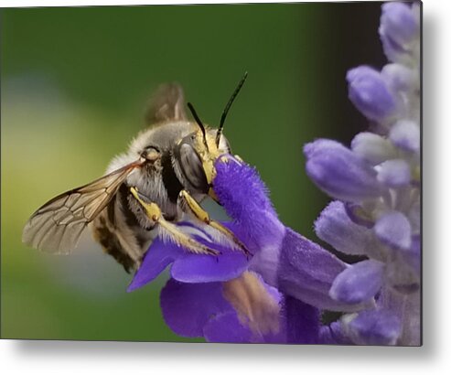 Bees Metal Print featuring the photograph Without Me by Steven Milner