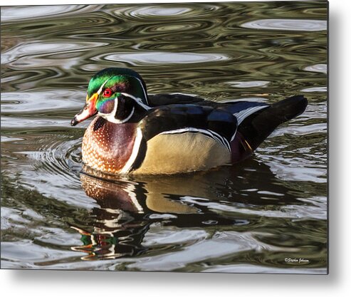 Wood Duck Metal Print featuring the photograph Wood Duck Swimming in Liquid Metal by Stephen Johnson