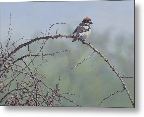 Wildlife Paintings Metal Print featuring the painting Woodchat Shrike by Alan M Hunt