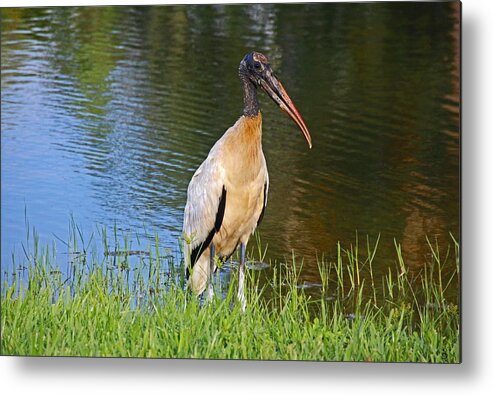 Woodstork Metal Print featuring the photograph Woodstork Wading by Michiale Schneider