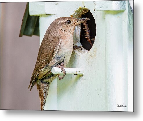 Baby Birds Metal Print featuring the photograph Wren Bringing Home the bacon by Tim Kathka