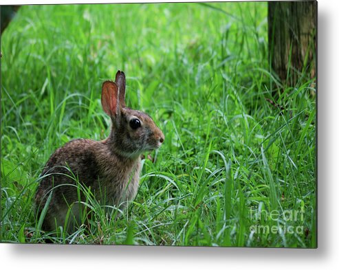 Wildlife Metal Print featuring the photograph Yard Bunny by Randy Bodkins