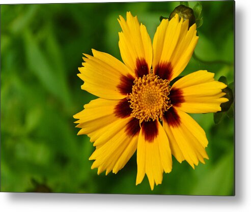 Flower Metal Print featuring the photograph Yellow Flower by Edward Myers