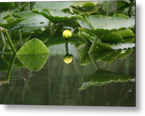 Nature Metal Print featuring the photograph Yellow Pond Lily by Ben Upham III