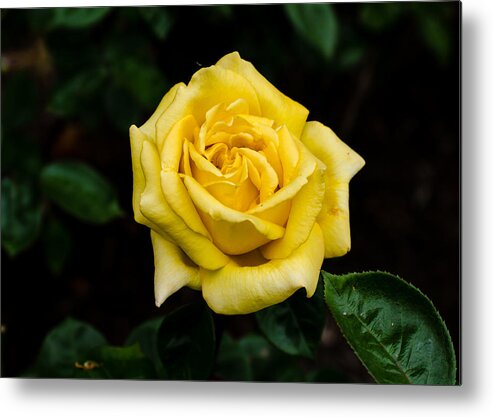 Washington Park Rose Garden Metal Print featuring the photograph Yellow Rose by Tom Potter