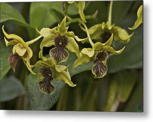 Orange Metal Print featuring the photograph Yellowish Orchids by Michael Peychich