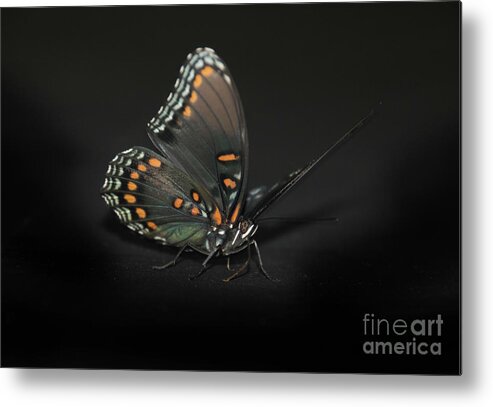 Limenitis Arthemis Metal Print featuring the photograph You Looking at Me by Judy Hall-Folde
