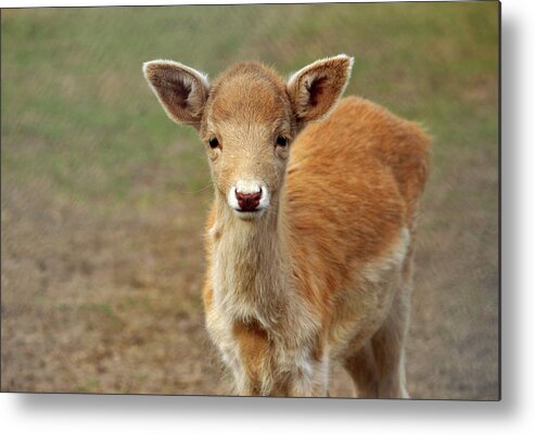 Animal Metal Print featuring the photograph Young And Sweet by Cynthia Guinn