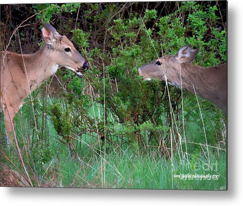 Deer Metal Print featuring the photograph Young Deer Of Spring by Tami Quigley